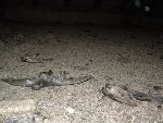 Massives hygienisches Problem: Taubenkot und Tierkadaver in einem Dachboden in der Maygasse.