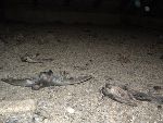 Massives hygienisches Problem: Taubenkot und Tierkadaver in einem Dachboden in der Maygasse. © Stadt Graz Massives hygienisches Problem: Taubenkot und Tierkadaver in einem Dachboden in der Maygasse.