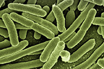 Beispielbild: Koli-Bakterien