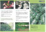 Coverfoto Folder: Invasive Pflanzen