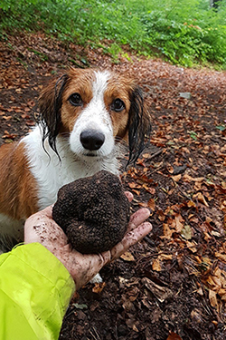 Der stolze Finder des Schatzes: Hund Waquny © Weissenbrunner Der stolze Finder des Schatzes: Hund Waquny © Weissenbrunner