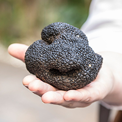 Sensationstrüffel, gefunden in einem Grazer Wald. Wo genau? Das bleibt geheim. © Stadt Graz/Fischer Sensationstrüffel, gefunden in einem Grazer Wald. Wo genau? Das bleibt geheim. © Stadt Graz/Fischer