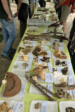 Pilzausstellung der Fundstücke Pilzausstellung der Fundstücke
