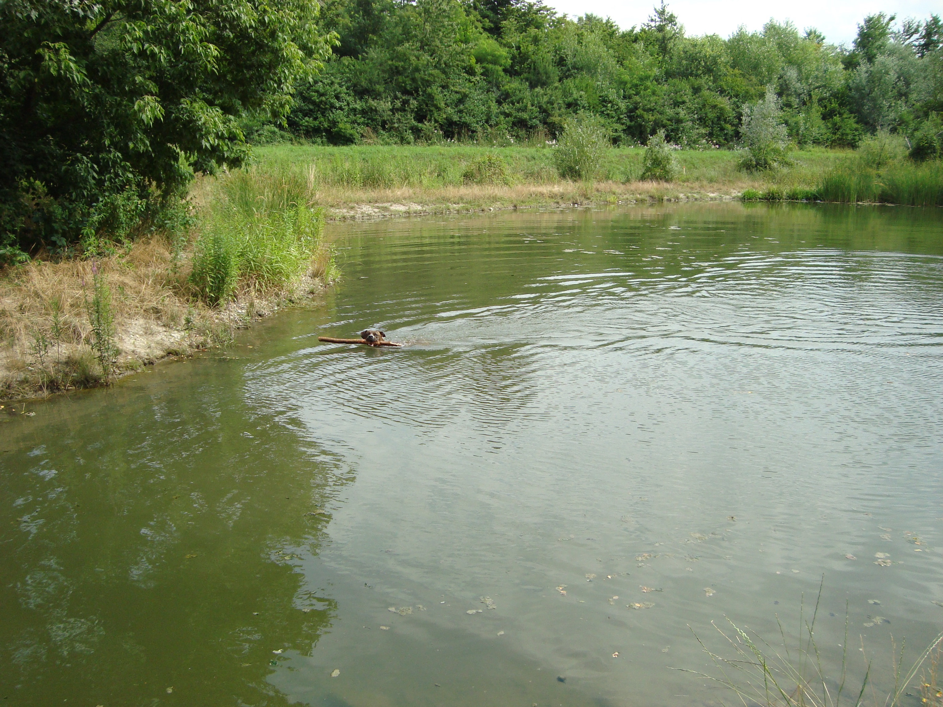 Hundebadeteich in der Hundewiese Auwiesen