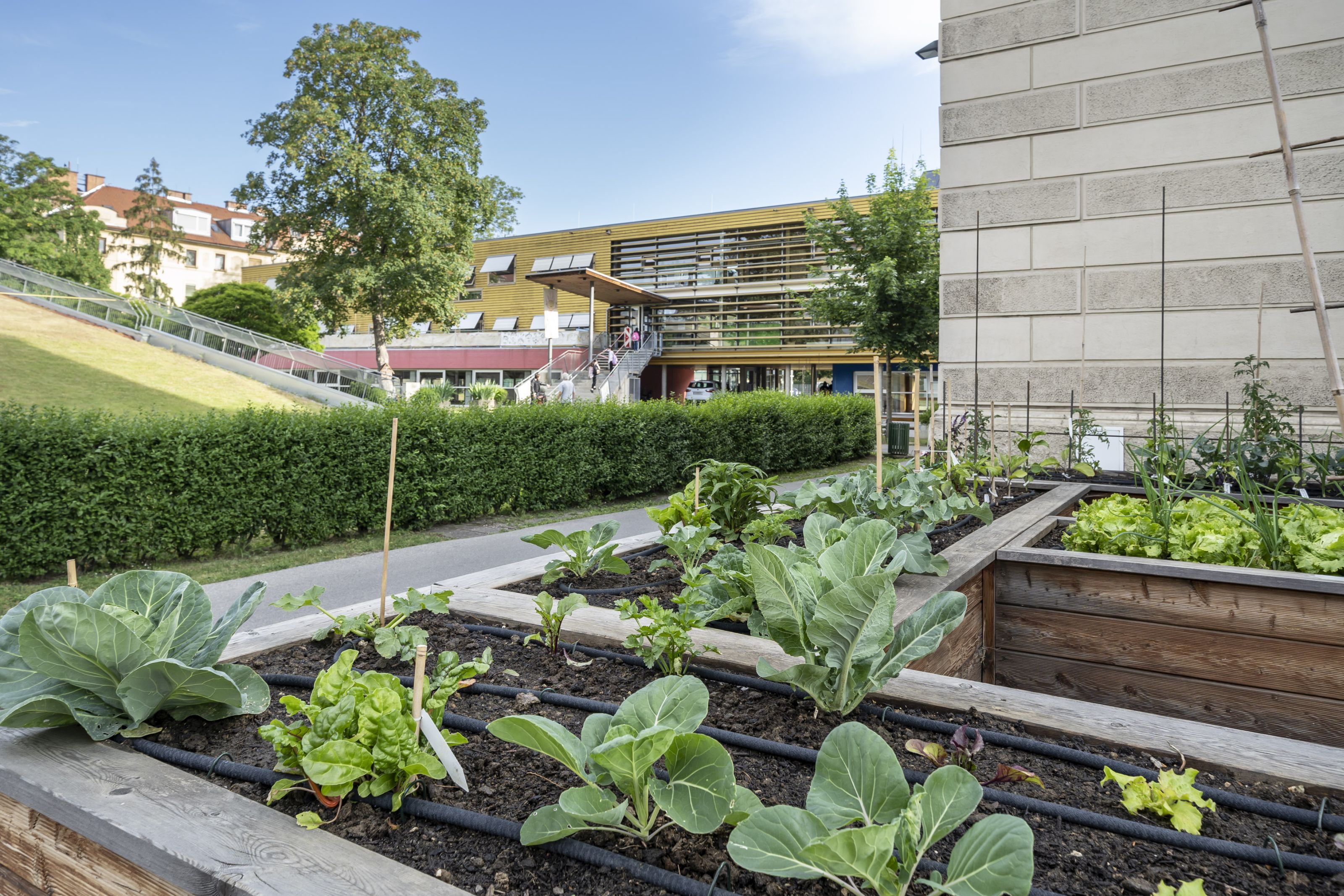 Volksschule Karl Morre - Gemüsegarten