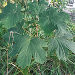 Bergahorn © Stadt Graz Bergahorn
