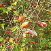 Wildrose © Stadt Graz Wildrose