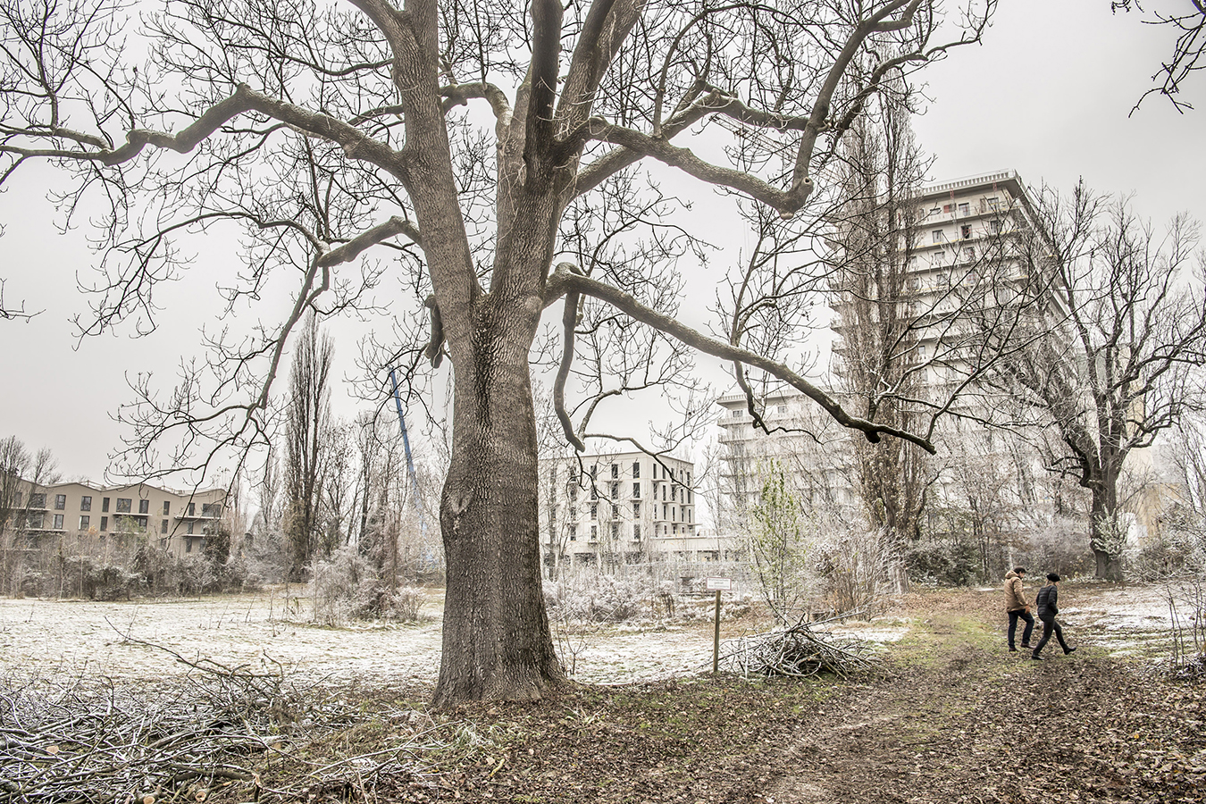 Altbestand, wie diese 80 Jahre alte Esche bleibt auch im neuen Park bestehen.