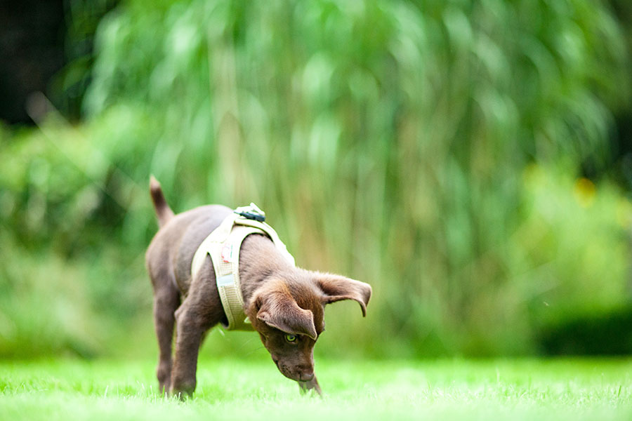 HundehalterInnen werden gebeten, – auch im Umfeld der Hundewiese – besonders auf Ihren Vierbeiner aufzupassen. © stock.adobe.com/fotoatelier.hamburg HundehalterInnen werden gebeten, – auch im Umfeld der Hundewiese – besonders auf Ihren Vierbeiner aufzupassen.