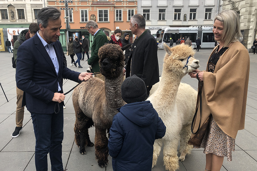 Der Besuch der sanften Tiere mit den großen Kulleraugen auf dem Hauptplatz blieb nicht unbemerkt.