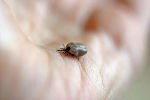 Die Zecken gehen wieder um © Catkin, Pixabay Die Zecken gehen wieder um