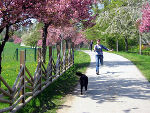 Symbolbild: Promenade am Rosenhain