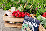 Veggie Day
