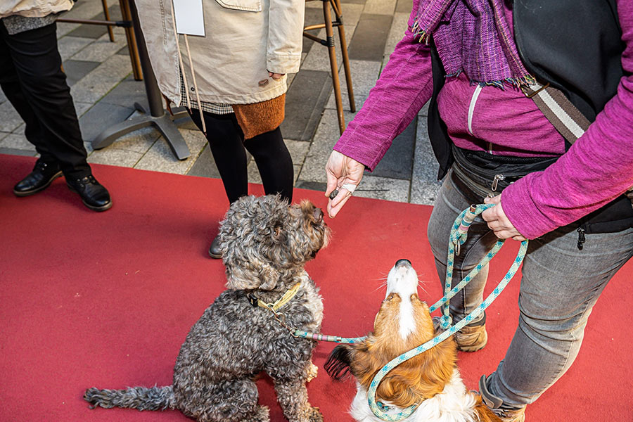 Die wirklichen Experten in Sachen Trüffel sind diese speziell ausgebildeten Vierbeiner. © Stadt Graz/Fischer Die wirklichen Experten in Sachen Trüffel sind diese speziell ausgebildeten Vierbeiner.