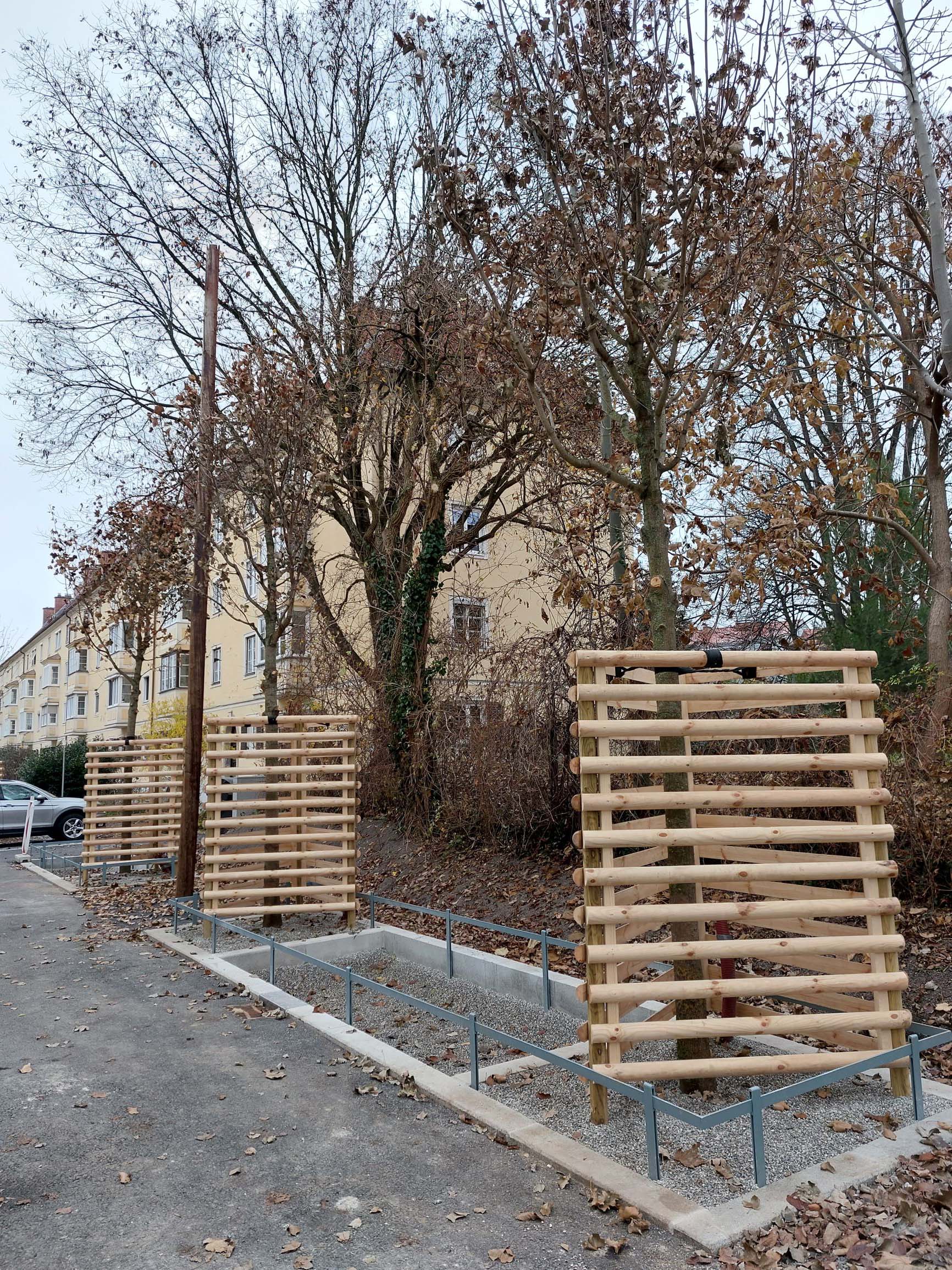 neue Baumreihe mit neuen Stadtbaumarten: Schneeballahorn und japanischer Schnurbaum