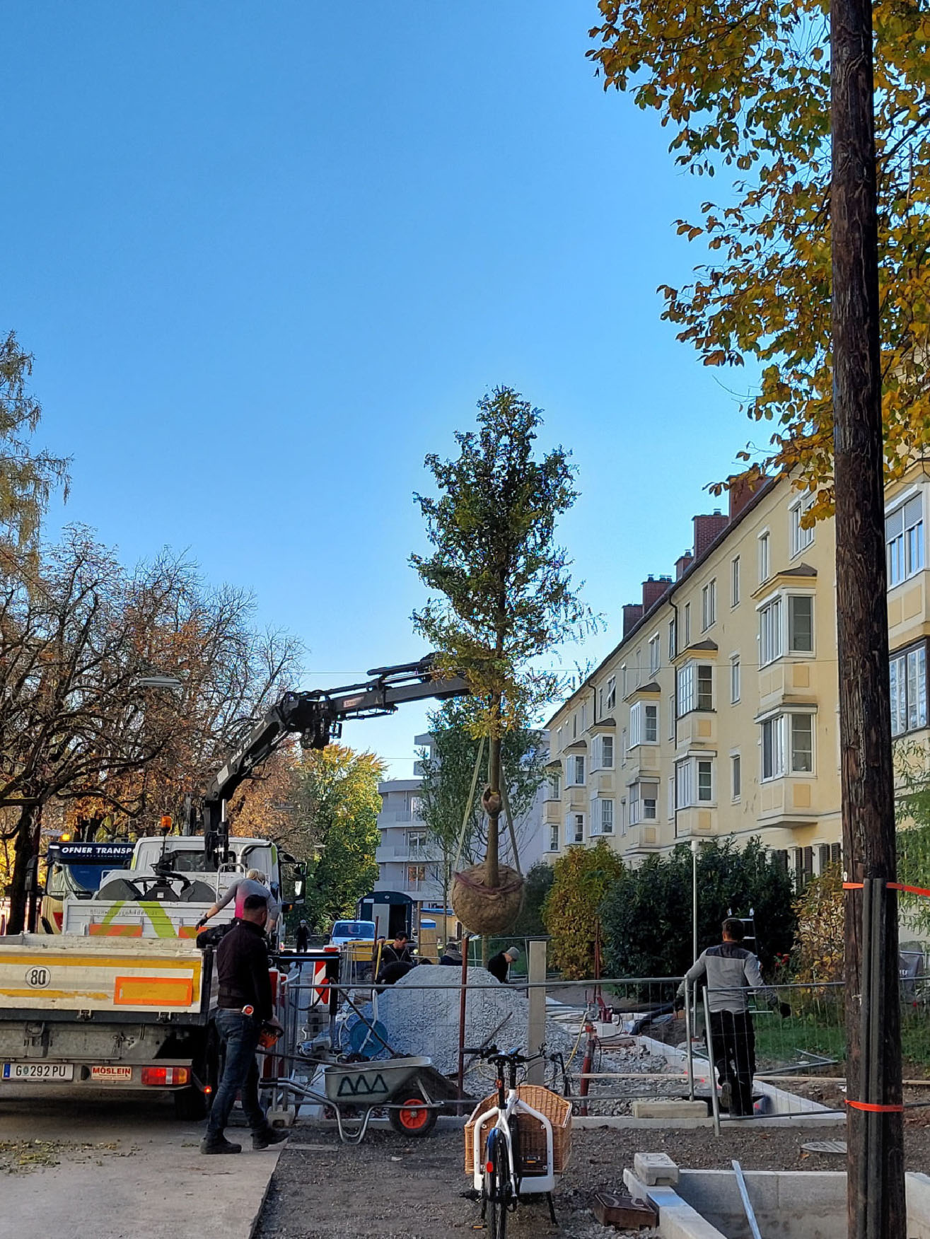 die neuen Stadtbäume kommen