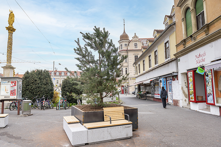 Gutes Wachstum am Griesplatz. Eine Kiefer samt Bank nimmt nahe der Pestsäule Platz.