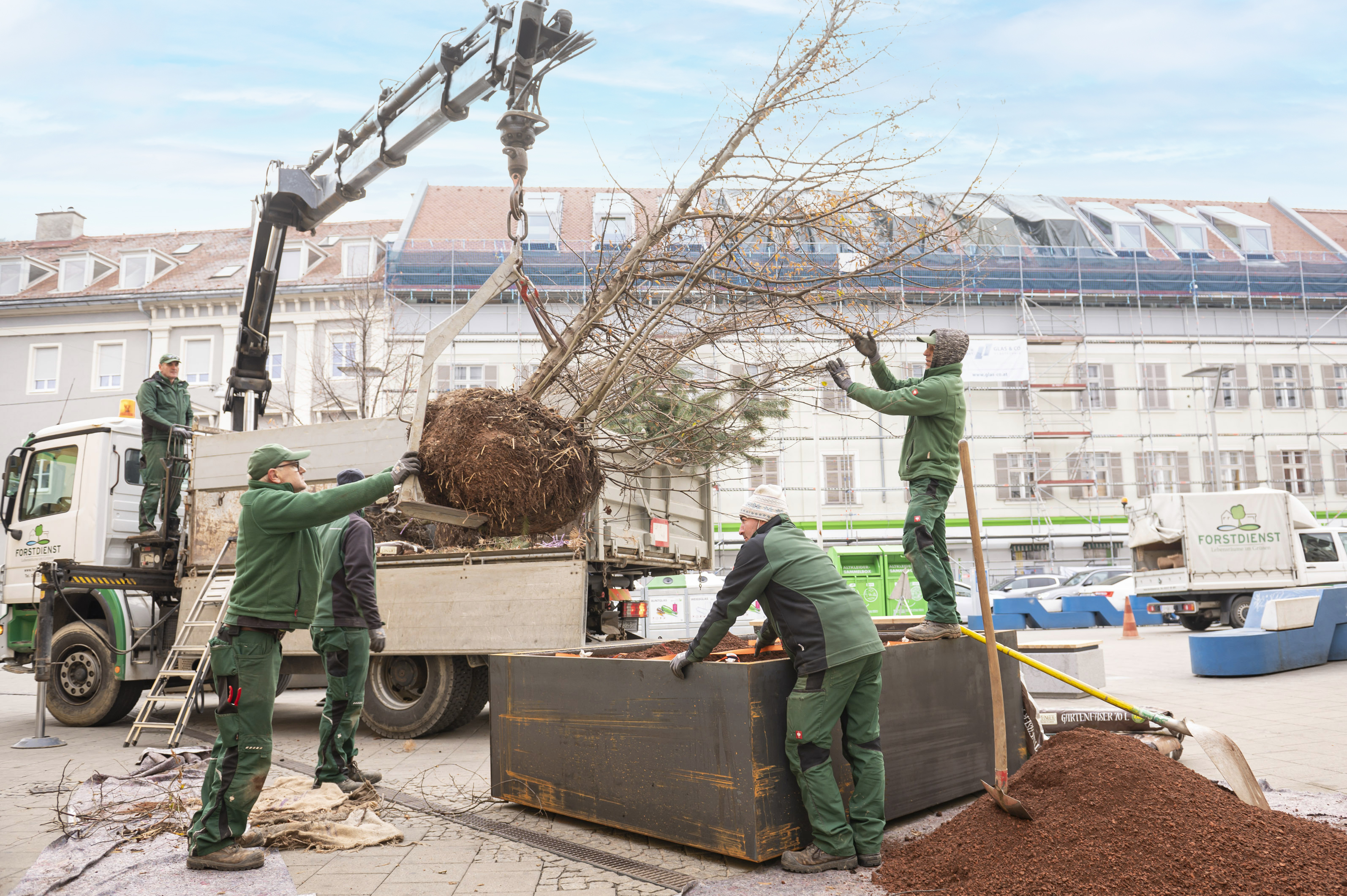 Gutes Wachstum am Griesplatz. Hier wird eine Hainbuche eingepflanzt.