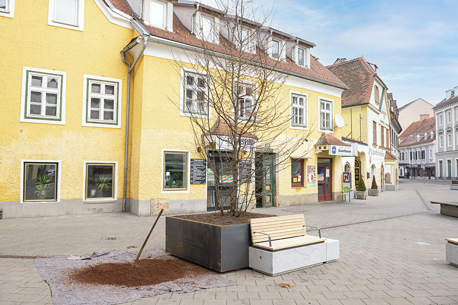 Gutes Wachstum am Griesplatz. Neuer Standort für eine Hainbuche vom Klimakulturpavillon.