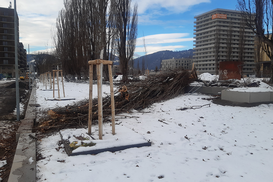 Der Sturm vom vergangenen Sonntag fällte eine der charakteristischen Pappeln in Reininghaus.