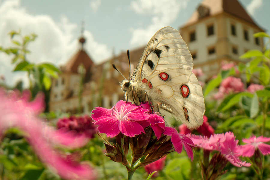 Bilder aus Graz strahlen beim Neujahrskonzert der Wiener Philharmoniker in die ganze Welt aus. Der seltene Apollofalter fliegt auch aufs Schloss Eggenberg.