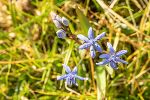 Zweiblättriger Blaustern