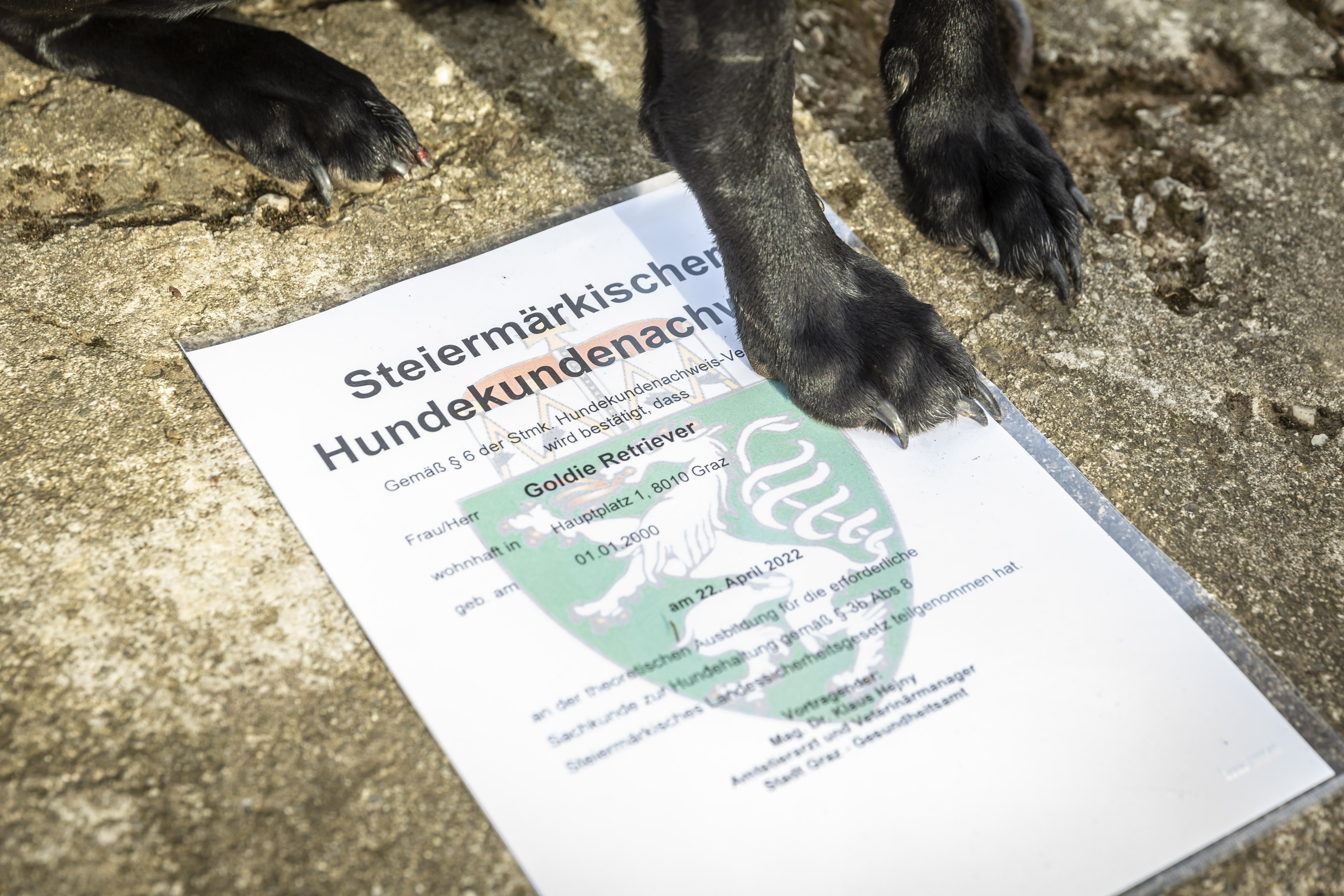 Steiermärkischer Hundekundenachweis