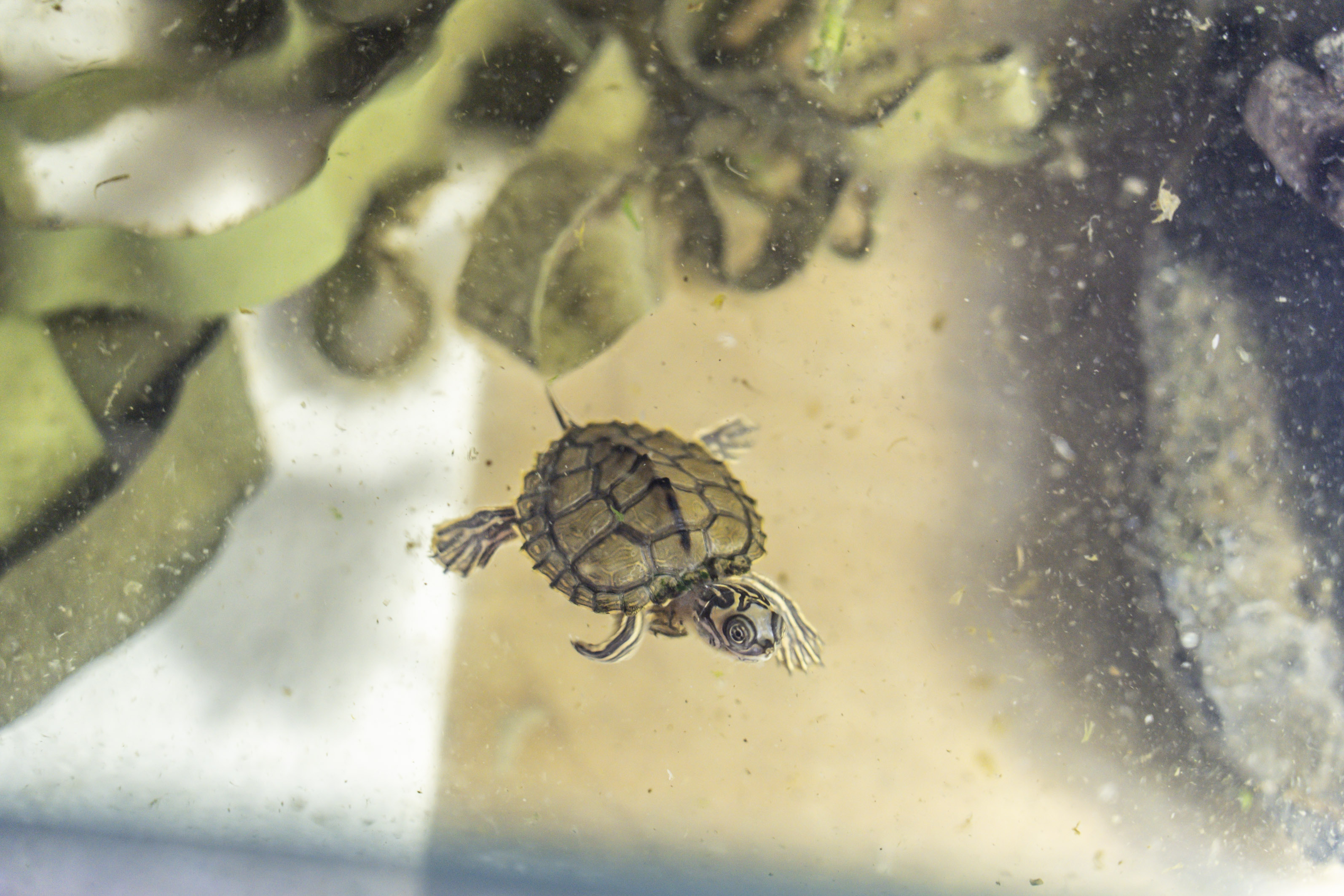 Minischildkröten sind ein Anblick, den Peter Praschag gerne sieht: Nachwuchs ist wichtig und willkommen.