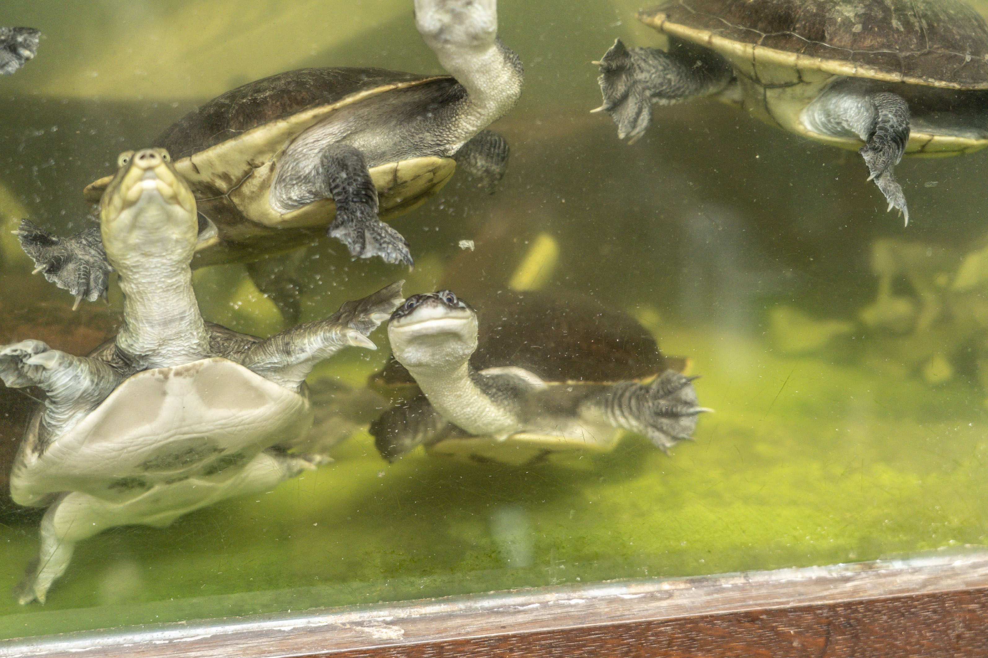 Erinnern an Schlangen: Langhalsschildkröten beim neugierigen Beobachten ihrer Beobachter:innen.