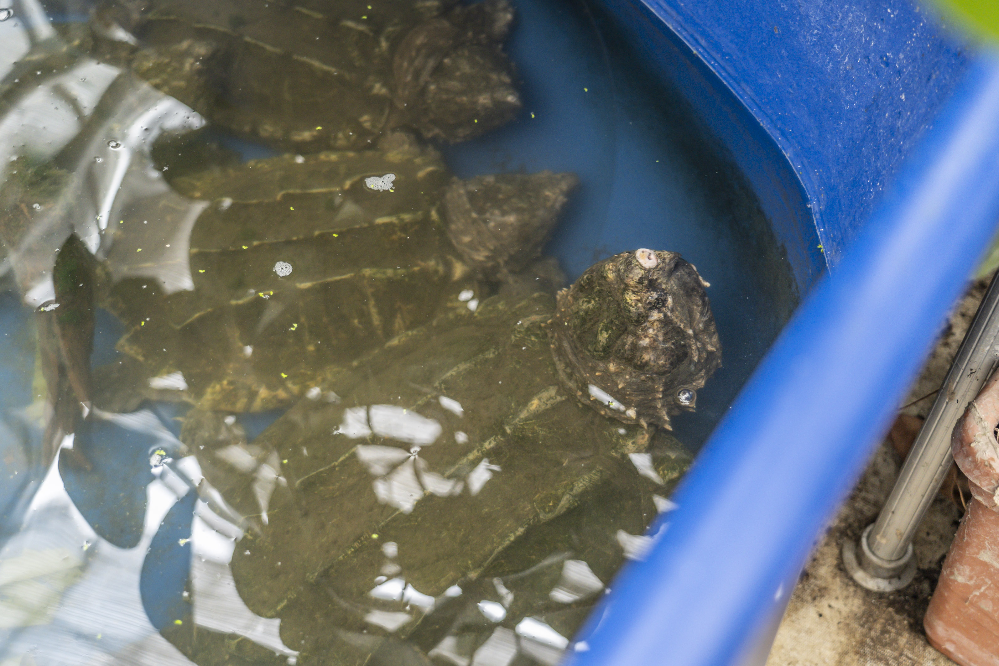 Gerne in Gesellschaft: Schildkröten können alleine leben. In diesem Fall ist ein soziales Mitander auch ganz nett.