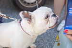 Französische Bulldogge © Stadt Graz/Fischer Französische Bulldogge