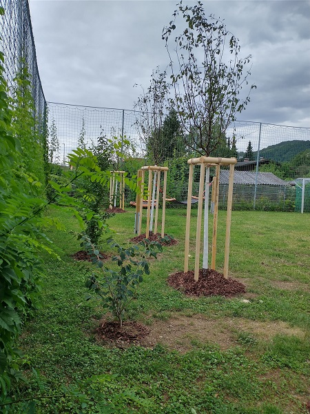 Wildobstbäume im Kindergarten und Hort Anton-Kleinoscheg