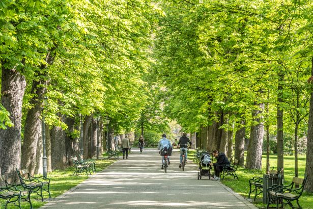 Roßkastanie © Stadt Graz/Foto Fischer Roßkastanie
