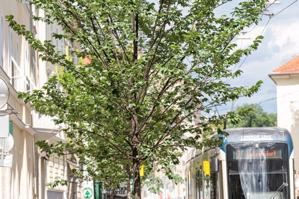 Resistaulme © Stadt Graz/Foto Fischer Resistaulme