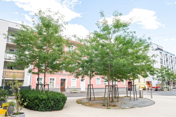 Gleditschie © Stadt Graz/Foto Fischer Gleditschie