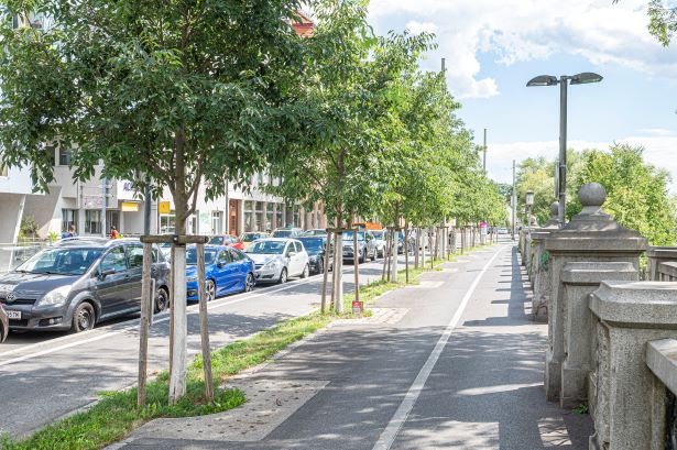 Zürgelbaum © Stadt Graz/Foto Fischer Zürgelbaum