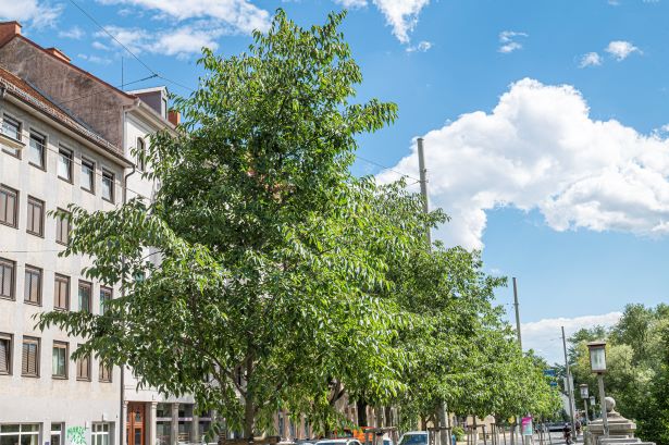 Zürgelbaum © Stadt Graz/Foto Fischer Zürgelbaum