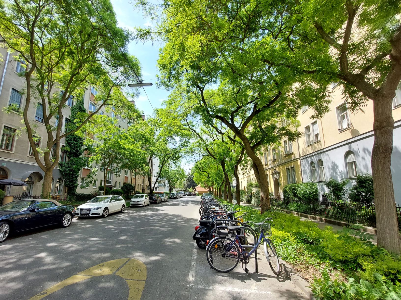 Sophoren-Allee Eichendorffstraße © Nana Pötsch Sophoren-Allee Eichendorffstraße