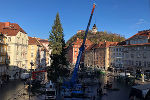 Der Christbaum