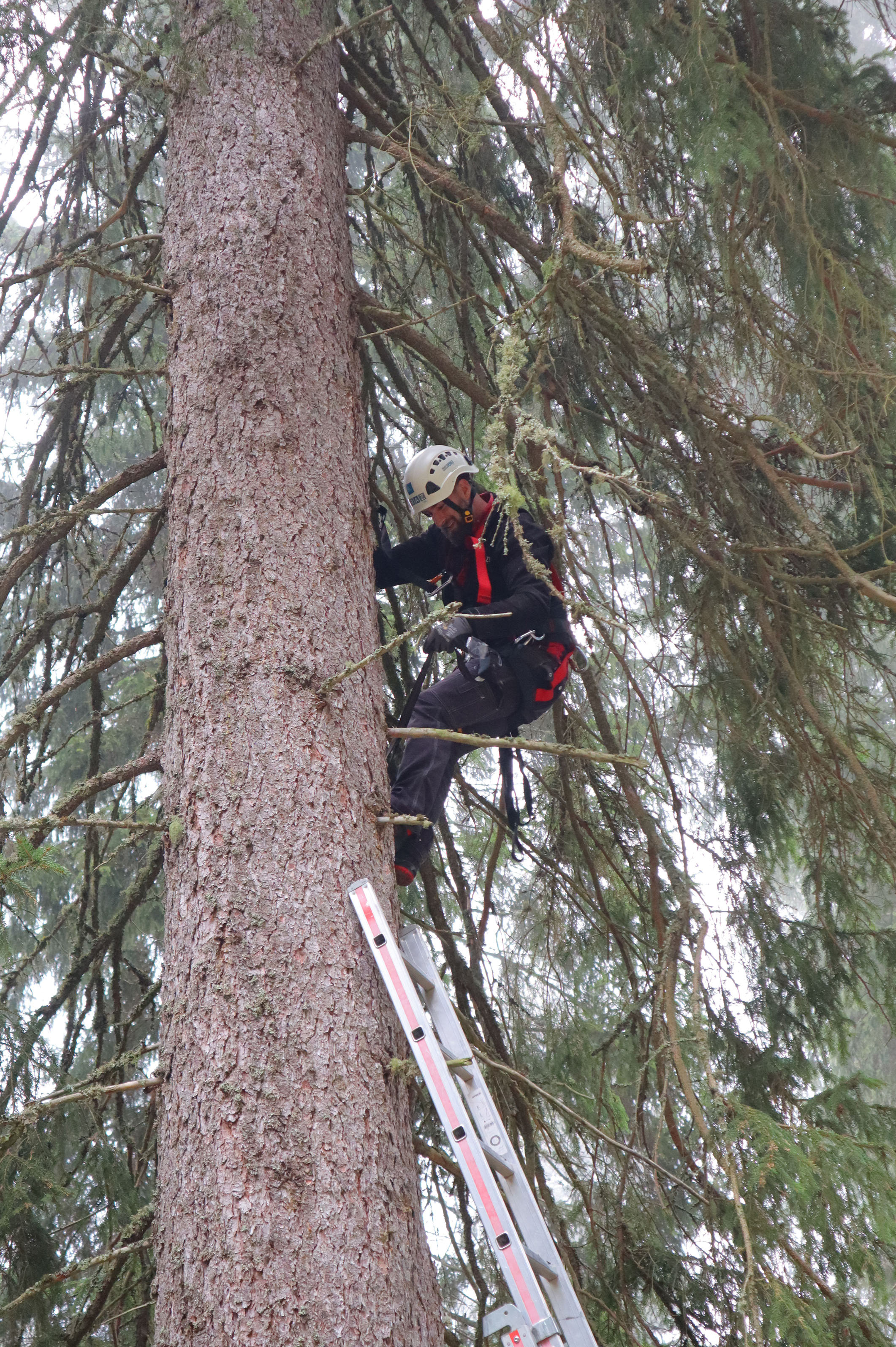 In Hirschegg wurde der Baum gefällt und verladen.
