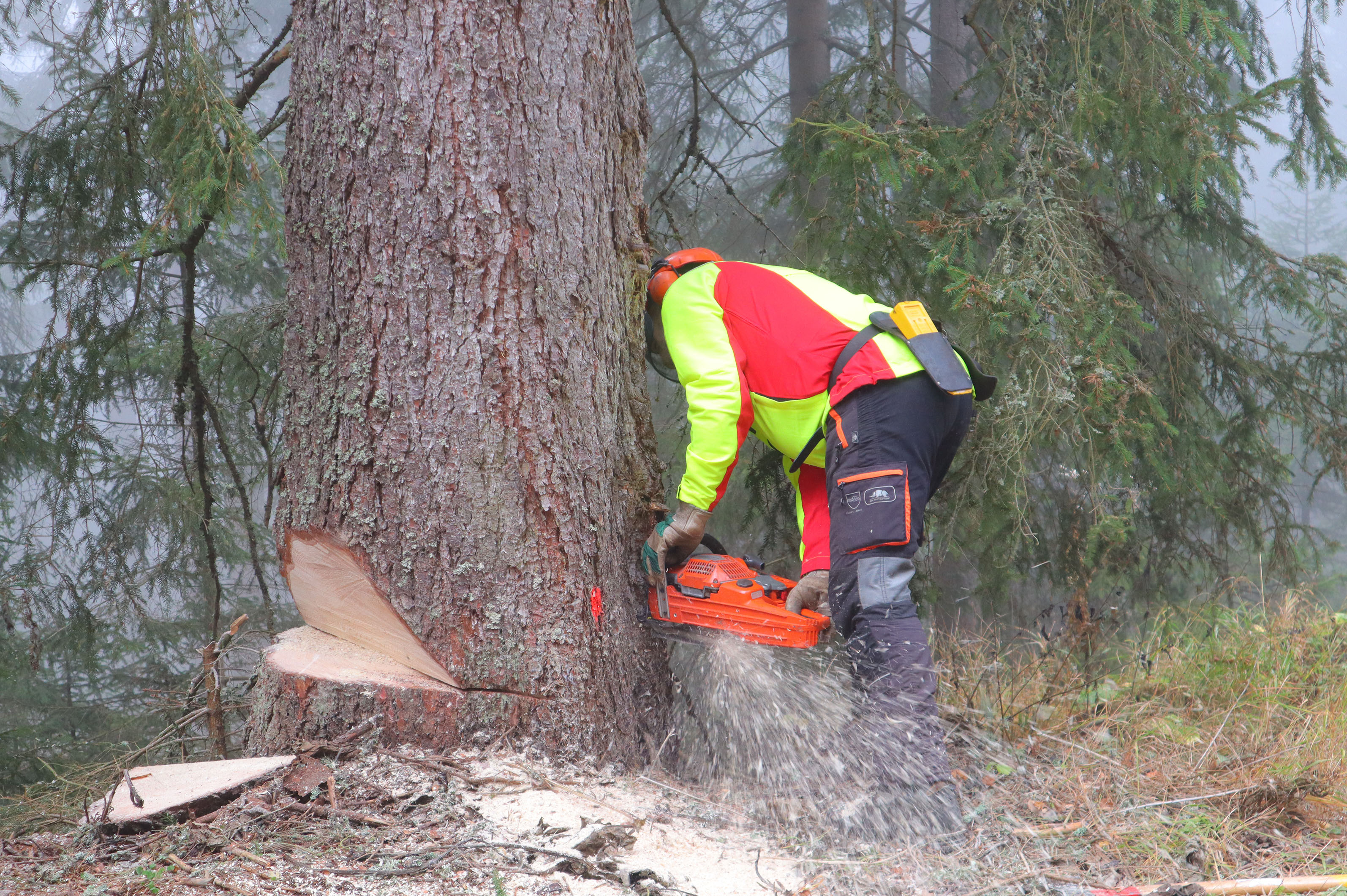 In Hirschegg wurde der Baum gefällt und verladen.