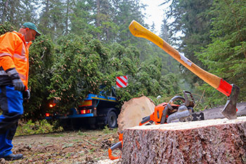 Vom Wald ins Wohnzimmer: Darauf sollten Sie beim Christbaumkauf achten © Stadt Graz/Tatschl Vom Wald ins Wohnzimmer: Darauf sollten Sie beim Christbaumkauf achten