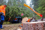 Weihnachtsbaum Reportage