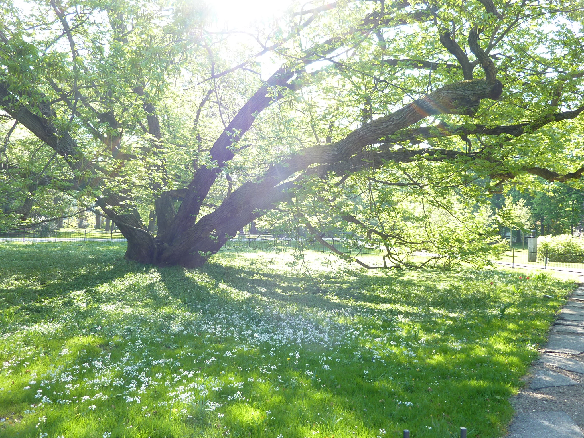 Stadtpark Flügelnuss