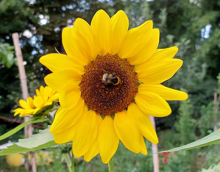 Sonnenblume mit Biene