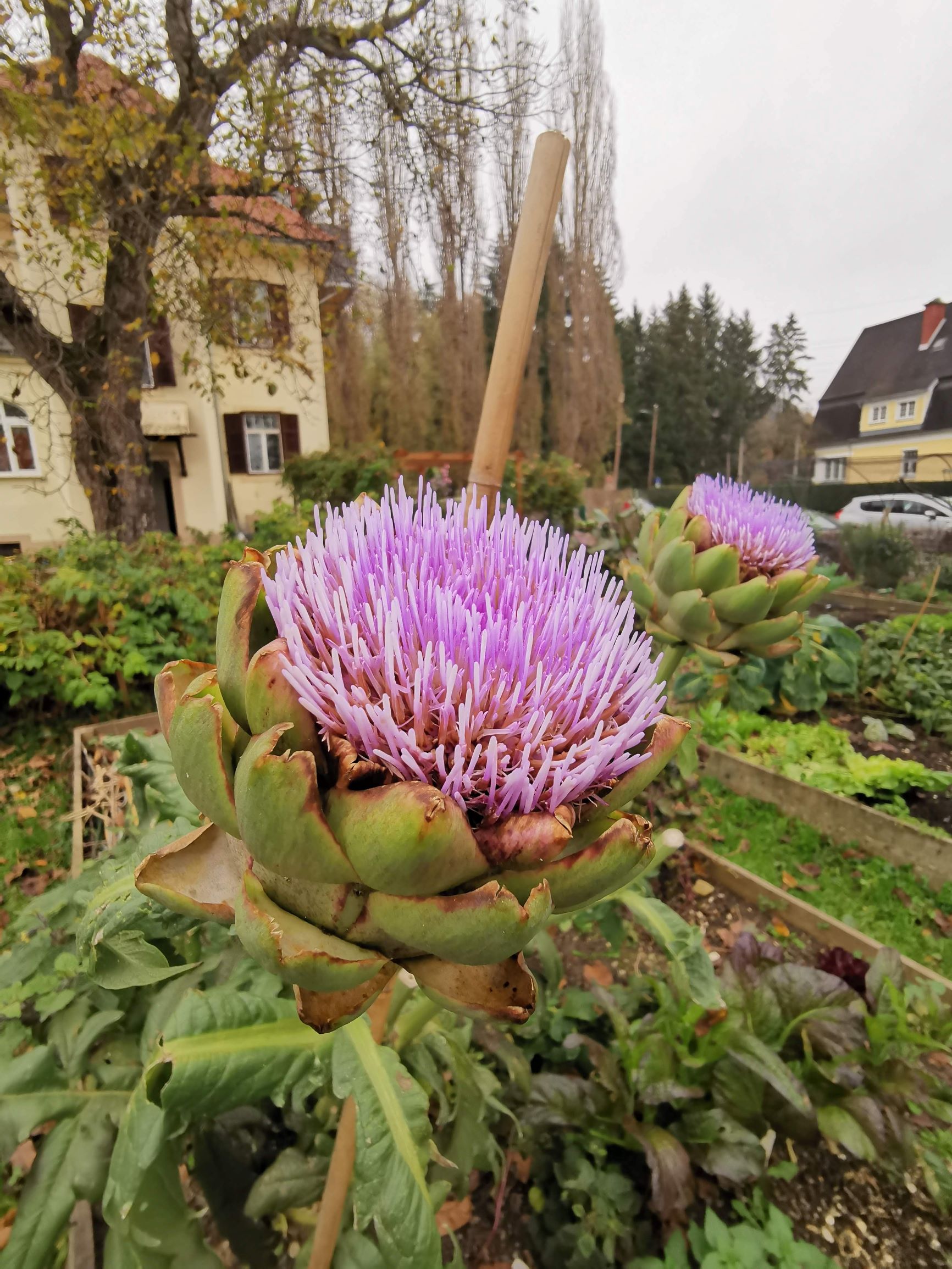 Artischockenblüte Grazer Straße