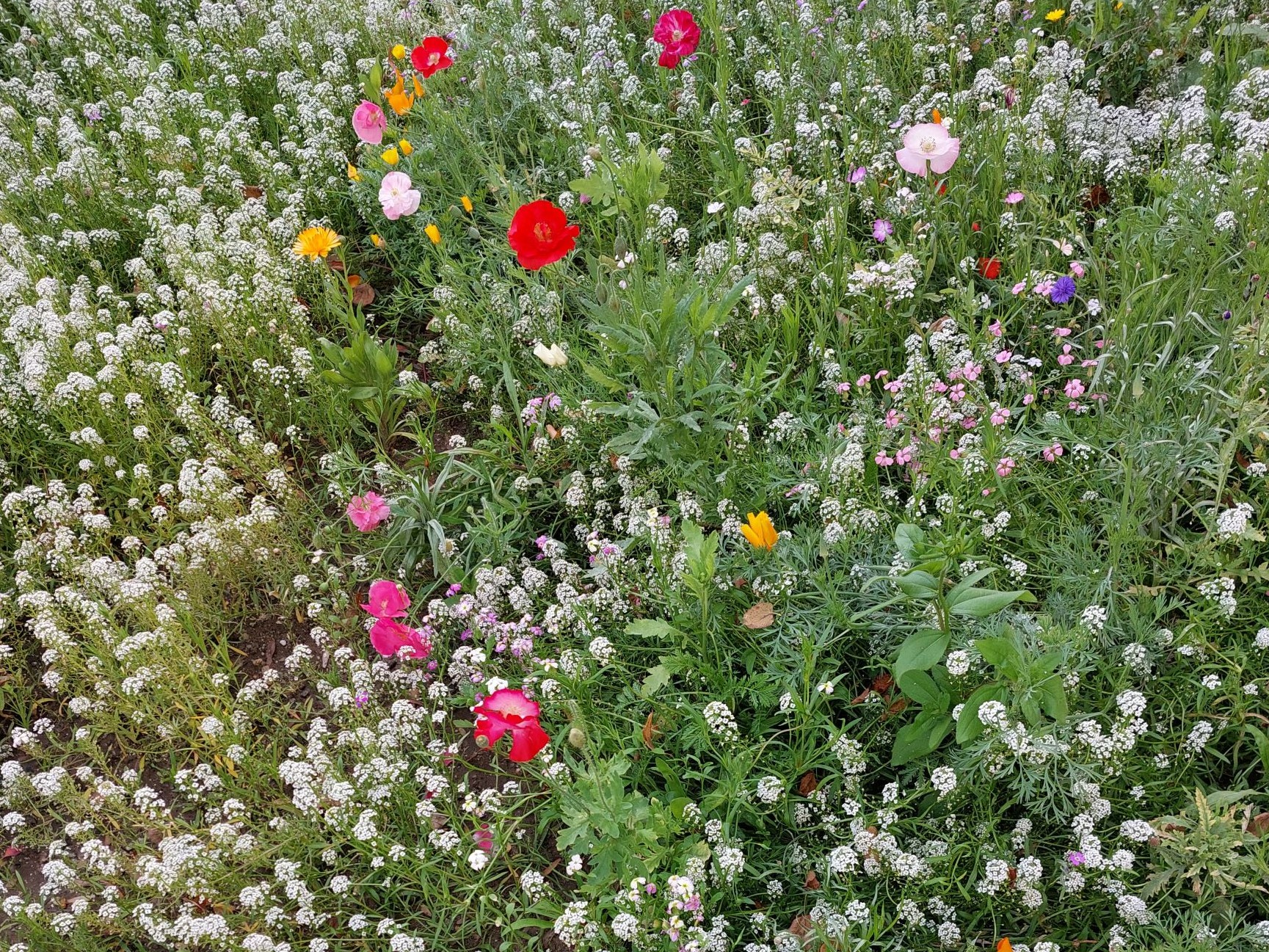 Blütenmeer Pfauengarten