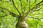 Baum