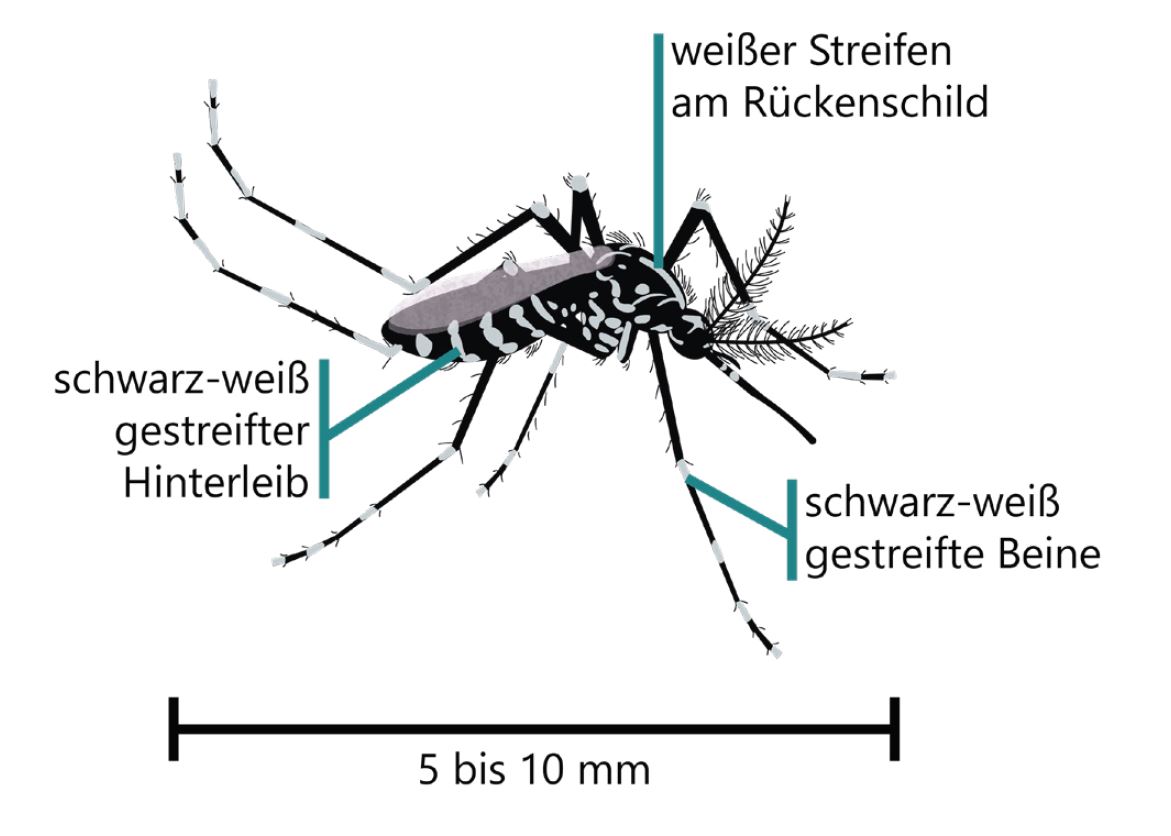 Tigermücke in Graz