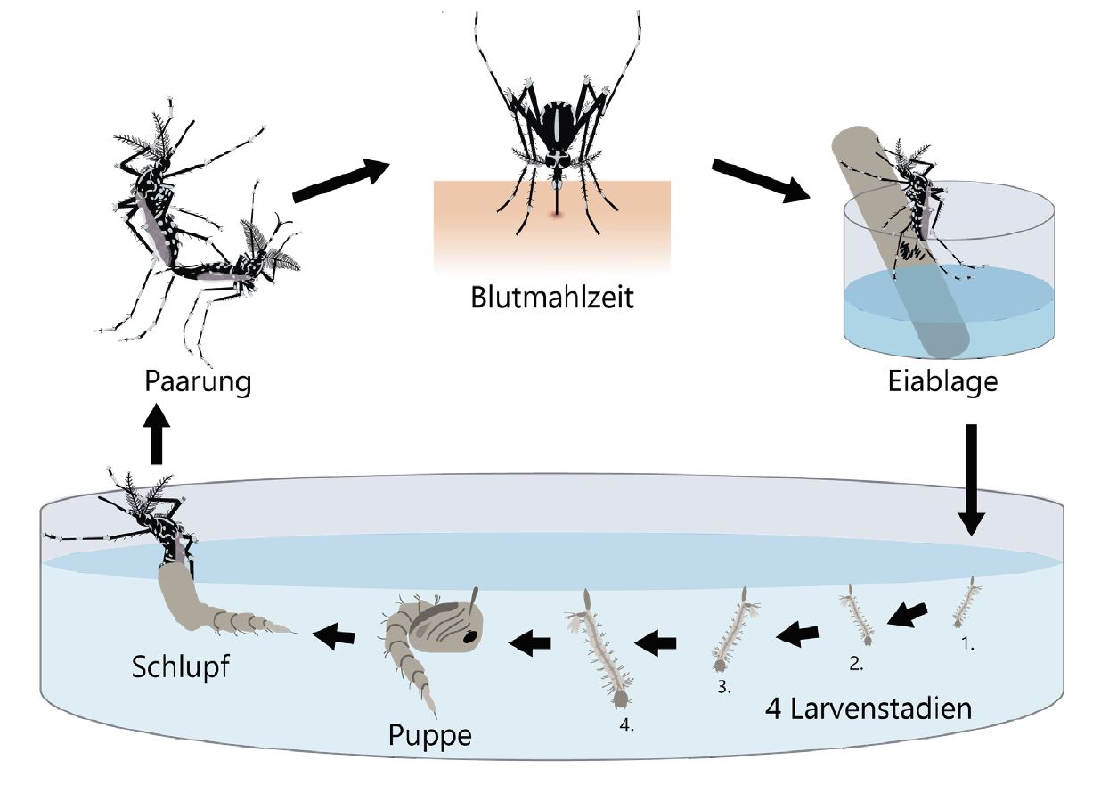 Lebenszyklus der Tigermücke